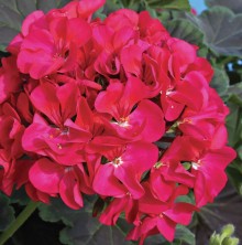 Пеларгония зональная Найт Ваилит [100 шт] - ООО «Семена Тут»