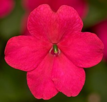 Бальзамин Имара F1 Роуз [1000 шт] - ООО «Семена Тут»