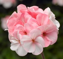 Пеларгония зональная Пинто Премиум Вайт ту Роуз [1000 шт] - ООО «Семена Тут»