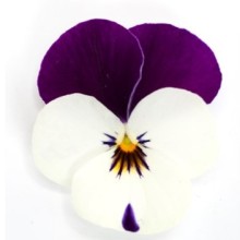 img-1: Виола рогатая Флорал Пауэр F1 Пурпл Перлз [1000 шт] - ООО «Семена Тут»