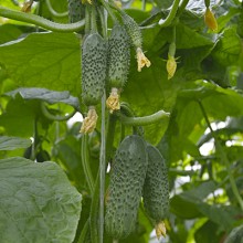 Огурец Парамон F1 - ООО «Семена Тут»