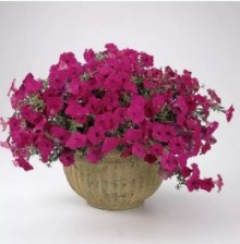 img-1: Петуния ампельная F1 Тайдал Вэйв Парпл [1000 драже] - ООО «Семена Тут»