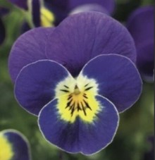 Виола рогатая Пенни F1 Блю виз Еллоу сентэ [100 шт] - ООО «Семена Тут»