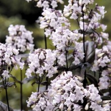 Пенстемон наперстянковый Мистика [1000 шт] - ООО «Семена Тут»