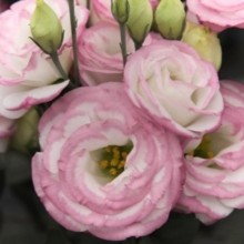 Эустома Крома 3 Пинк Пикоти [500 драже] - ООО «Семена Тут»