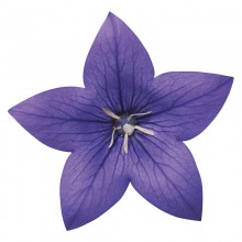 Платикодон Астра Блю [100 шт] - ООО «Семена Тут»