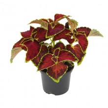 img-2: Колеус Файрвей Руби [1000 шт] - ООО «Семена Тут»