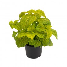 img-2: Колеус Файрвей Еллоу [1000 шт] - ООО «Семена Тут»