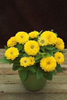 img-1: Цинния Прециоза Лайт Еллоу [1000 шт] - ООО «Семена Тут»