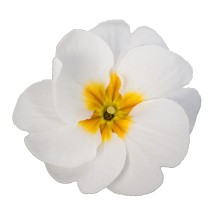 Примула Данесса Вайт [1000 шт] - ООО «Семена Тут»