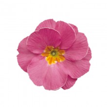 Примула полиантовая Супернова Пинк [1000 шт] - ООО «Семена Тут»