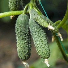 Огурец Прогресс F1 - ООО «Семена Тут»