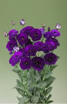 img-1: Эустома Крома 2 Пурпл [100 драже] - ООО «Семена Тут»