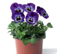 img-1: Виола рогатая Дельтини F1 Виолетт Блю [1000 шт] - ООО «Семена Тут»