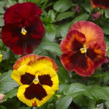 Виола крупноцветковая Карма Копперфилд [1000 шт] - ООО «Семена Тут»