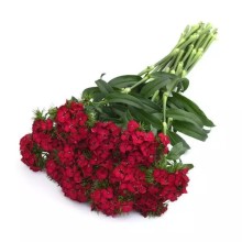 img-1: Гвоздика турецкая Свит Черри [1000 драже] - ООО «Семена Тут»