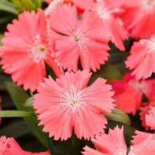 Гвоздика Чиба Салмон [500 шт] - ООО «Семена Тут»