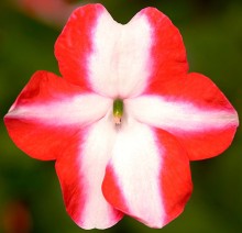 Бальзамин Имара F1 Оранж Стар [1000 шт] - ООО «Семена Тут»