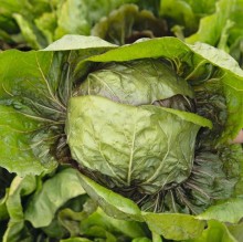 img-2: Цикорий салатный Раффаэло F1 Радичио Россо - ООО «Семена Тут»