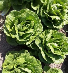 Салат Равив - ООО «Семена Тут»