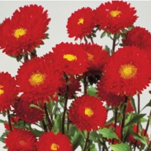 Астра Мацумото Ред [2500 шт]. - ООО «Семена Тут»