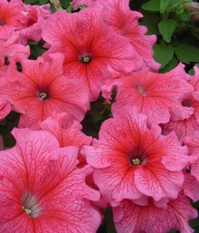 Петуния грандифлора Танго Ред Вейн [1000 драже] - ООО «Семена Тут»