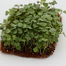 Репа желтая Диско МЗ - ООО «Семена Тут»