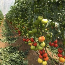 img-1: Томат Рестлер F1* - ООО «Семена Тут»