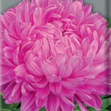 img-1: Астра пионовидная Розовая башня - ООО «Семена Тут»