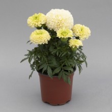 img-1: Бархатцы прямостоячие Вайтголд Мини [100 шт] - ООО «Семена Тут»