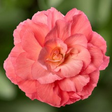 Бегония клубневая Лимитлесс Санрайз [250 драже] - ООО «Семена Тут»