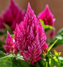 Целозия перистая Кимоно Салмон Пинк [100 шт] - ООО «Семена Тут»