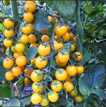 Томат Саммер Сан F1 - ООО «Семена Тут»