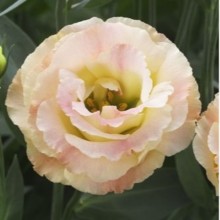 Эустома Крома 2 Шампань [500 драже] - ООО «Семена Тут»