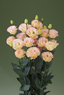 img-1: Эустома Крома 2 Шампань [500 драже] - ООО «Семена Тут»