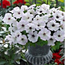 Петуния гибридная Трилоджи Сильвер Блотч [1000 драже] - ООО «Семена Тут»