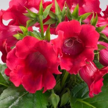 img-1: Глоксиния Мультибеллс F1 Черри [1000 драже] - ООО «Семена Тут»