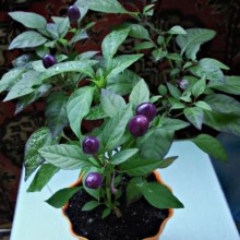 img-1: Перец декоративный Сириус [10 шт] - ООО «Семена Тут»