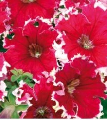 img-1: Петуния грандифлора Кан Кан Пикоти Черри Роуз [1000 драже] - ООО «Семена Тут»