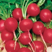 Редис Корсар - ООО «Семена Тут»