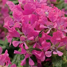 img-1: Куфея Шрирача F1 Пинк [1000 шт] - ООО «Семена Тут»