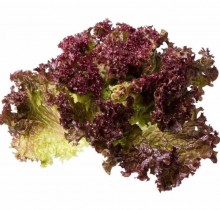 Салат Тамариндо - ООО «Семена Тут»