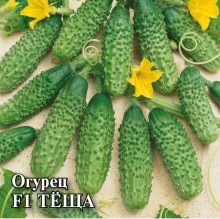 img-1: Огурец Теща F1 - ООО «Семена Тут»