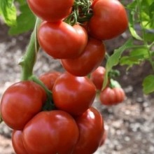 Томат Рафинад F1 (инкруст. семена) - ООО «Семена Тут»