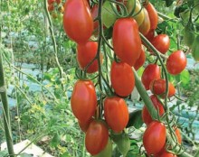 Томат V328 F1 - ООО «Семена Тут»