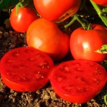 Томат Юг Рок - ООО «Семена Тут»