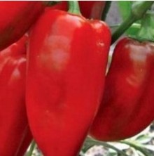 Перец Тополин - ООО «Семена Тут»