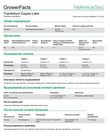 img-2: Трахелиум Лейк Мичиган Вайт [1000 драже] - ООО «Семена Тут»