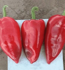 Перец Трипл Стар F1 - ООО «Семена Тут»