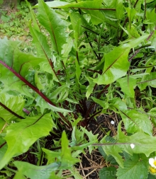 img-1: Цикорий листовой красный - ООО «Семена Тут»